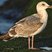 Western Gull